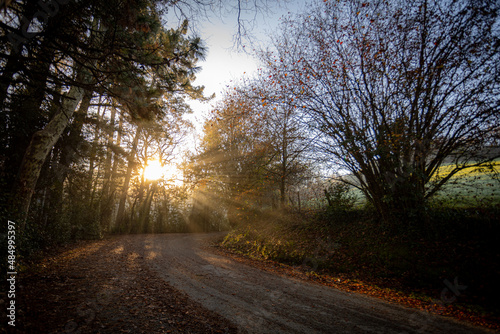 road in a forest in autumn at sunset