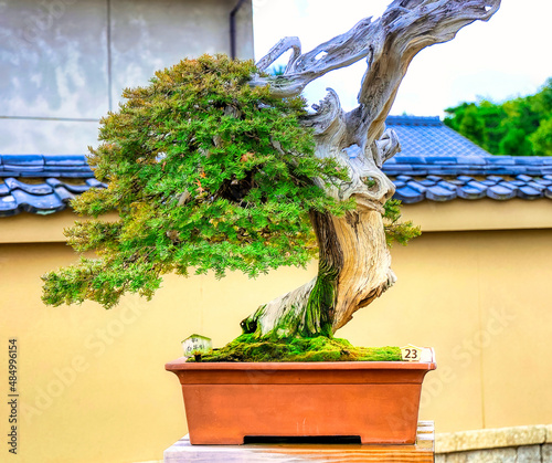 京都、大徳寺芳春院盆栽庭園の一位 photo