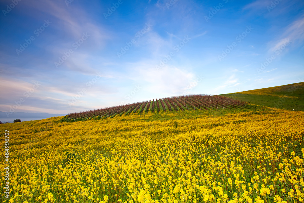 Field of Yellow Flowers in Livermore, California