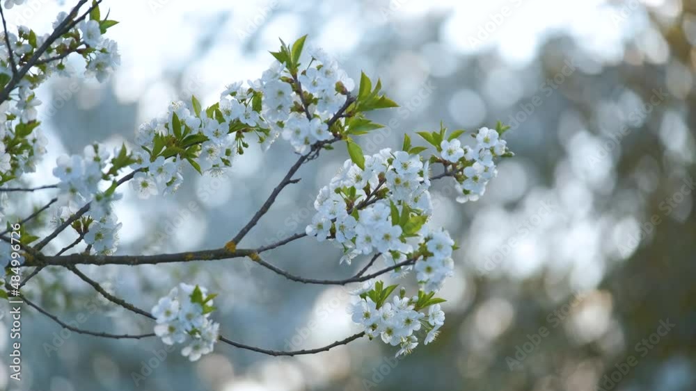 Twigs of cherry tree with white blossoming flowers in early spring Twigs of cherry tree with white blossoming flowers in early spring