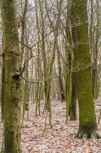 Obraz na płótnie Naturalny in nature w salonie