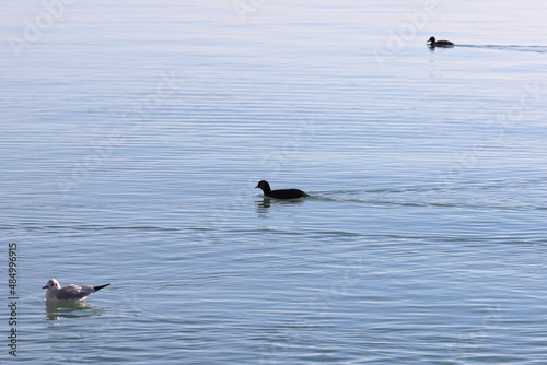 Three waterfowl swim in the blue water creating waves. Color landscape photo with animals.