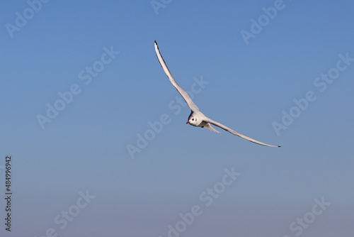 Seagull bird (larus) flying in front of the blue sky. Color wildlife photo with big empty space for text. No3.