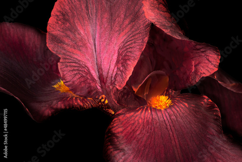 Beautiful purple or violet fleur-de-lis, Iris flower, isolated on black background.