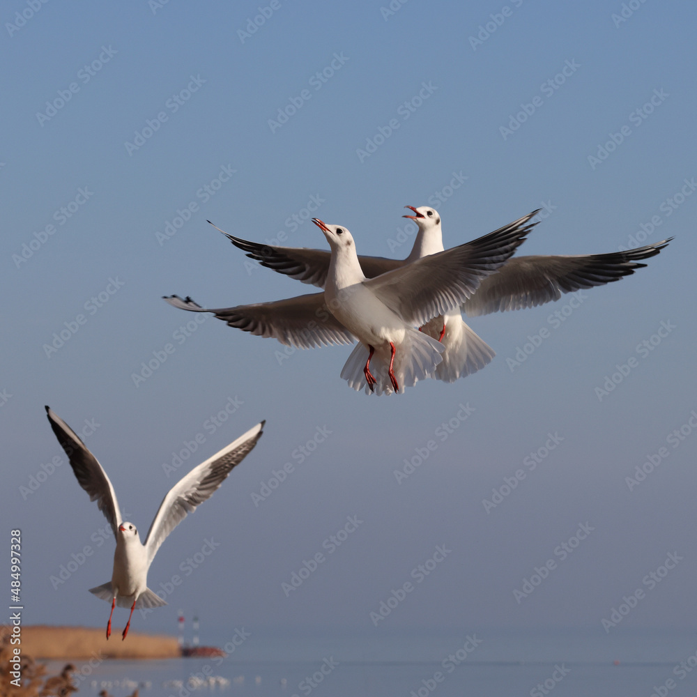 Fototapeta premium Aggressive seagulls fly over the blue water to fish. Reeds in the background. Color wildlife photo for decoration poster or wallpaper.