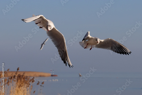 Aggressive seagulls  Laridae waterbirds  fly over the blue water to fish. Reeds and floating waterfowl in the background. Color wildlife photo for decoration poster or wallpaper.