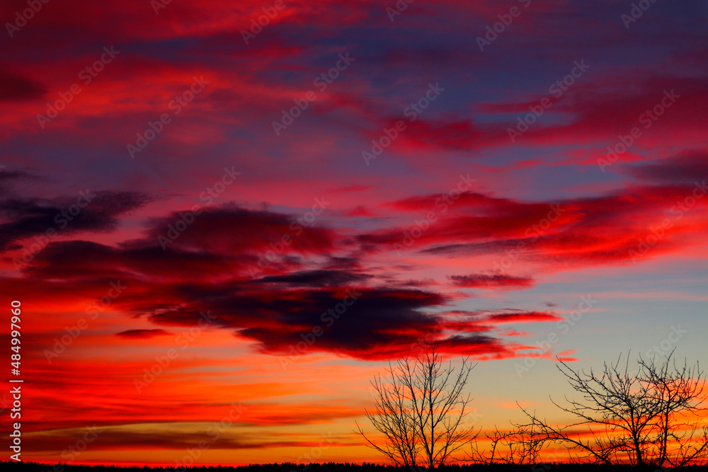 Trees without foliage against a bright pink-purple winter sky