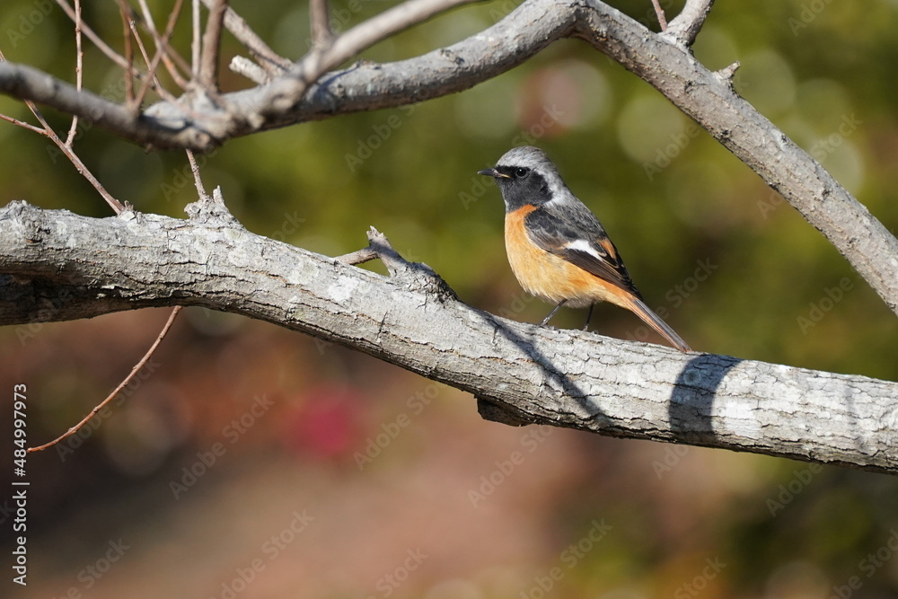 daurian redstart in the park daurian redstart in the park