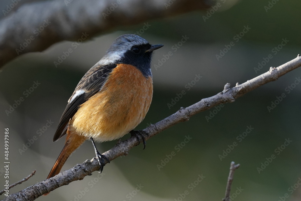 daurian redstart in the park daurian redstart in the park