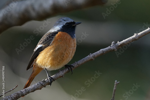 daurian redstart in the park