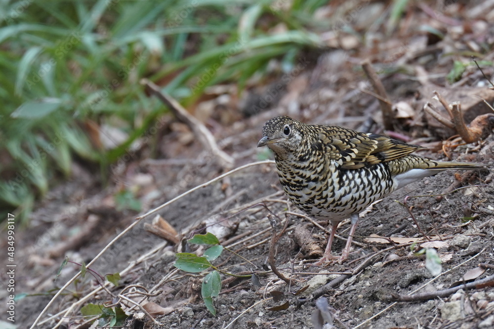 scaly thrush on the ground