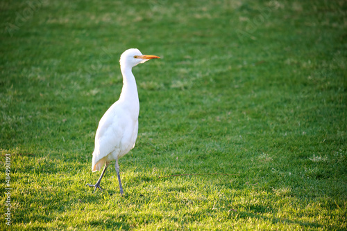 White cattle egret wild bird, also known as Bubulcus ibis walking on green lawn in summer
