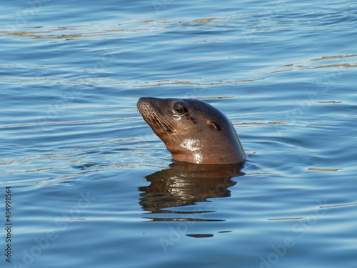 Sea Lion rising from the water