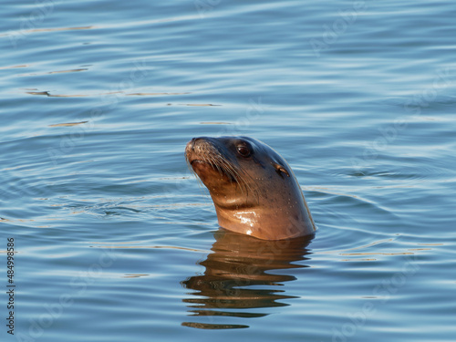 Sea Lion rising from the water