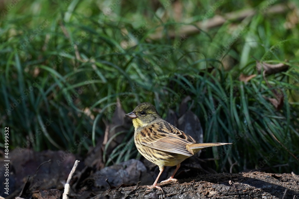 black faced bunting in the forest black faced bunting in the forest