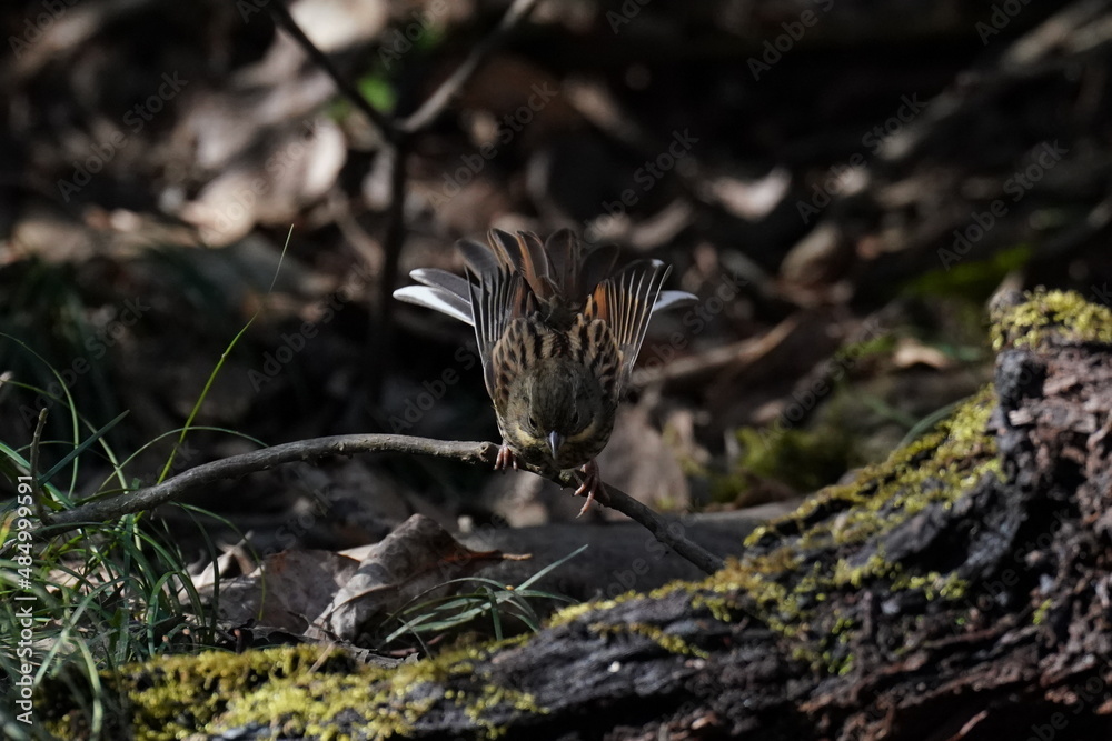 black faced bunting in the forest black faced bunting in the forest