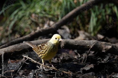 black faced bunting in the forest