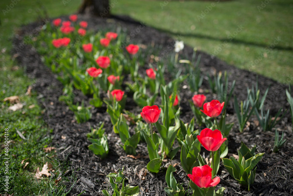 Rows of red tulips surrounded by mulch in Spring Rows of red tulips surrounded by mulch in Spring