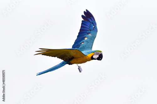 Scarlet macaw parrot during a flight