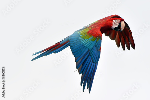 Scarlet macaw parrot during a flight