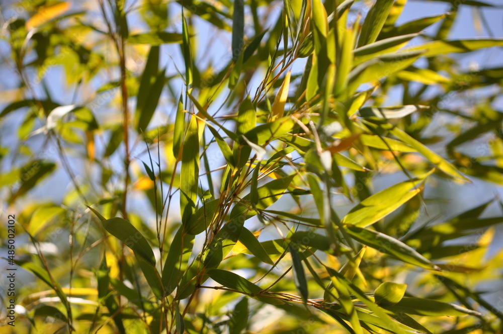 Bamboo leaves. Bamboo leaves.