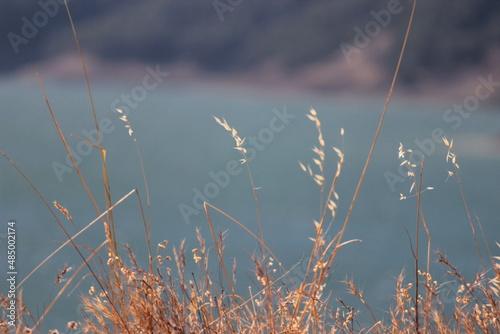 Wallpaper Mural Grass stems, close up. Lake in backbround. Torontodigital.ca