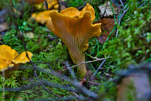 Chanterelle mushrooms close up. Edible mushroom Cantharellus cibarius in forest in sweden