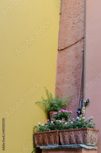 Flowers and yellow wall