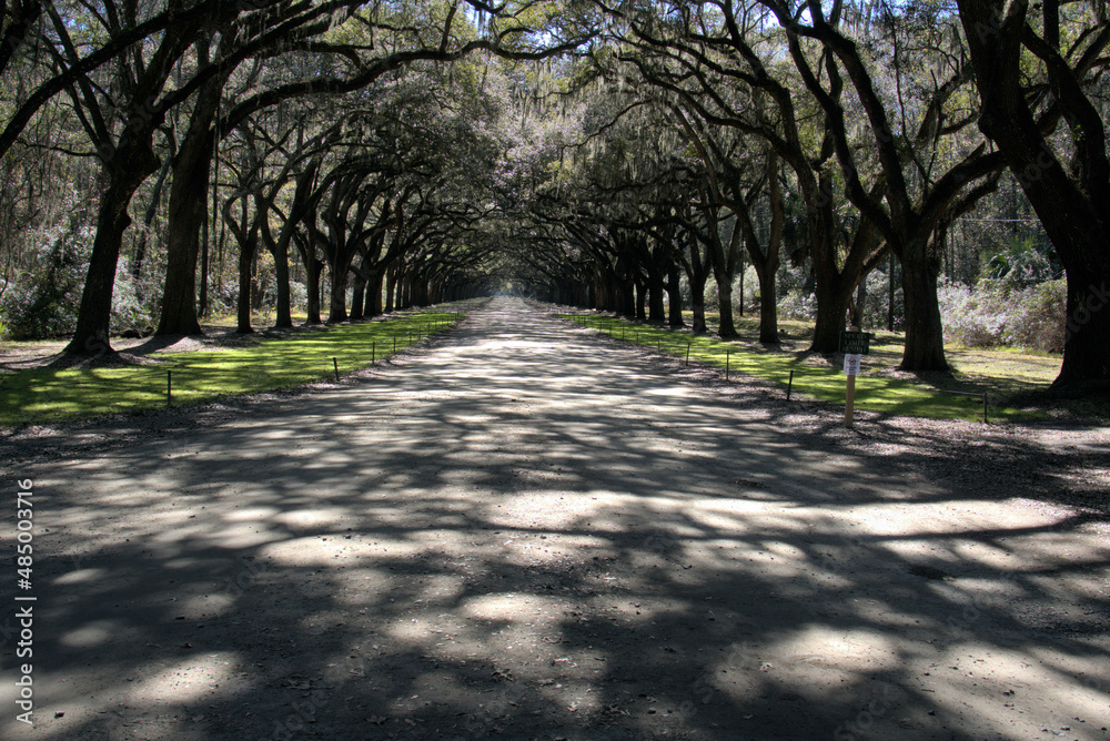 Fototapeta premium Bonaventure Cemetery is a rural cemetery located on a scenic bluff of the Wilmington River, east of Savannah, Georgia.