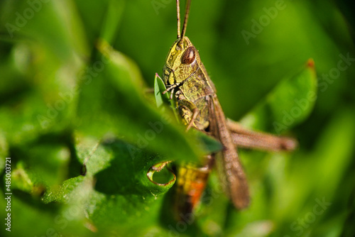 A grasshopper on a green leaf macro