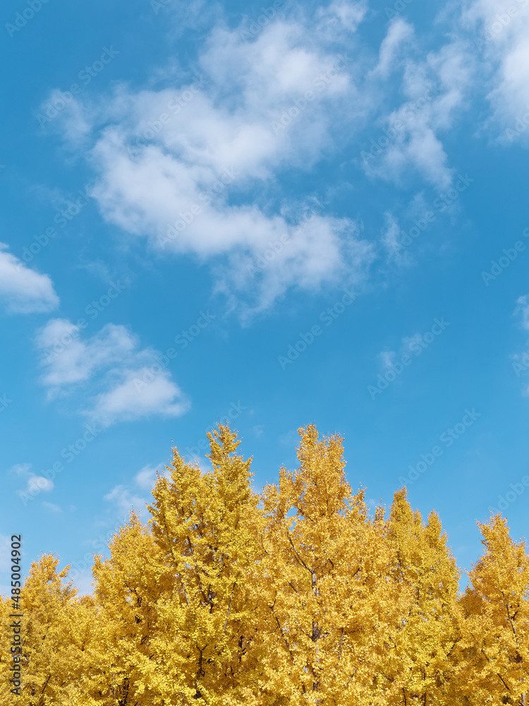 Autumn landscape of ginkgo biloba forest with blue sky background, golden leaves in sunny day. Autumn landscape of ginkgo biloba forest with blue sky background, golden leaves in sunny day.