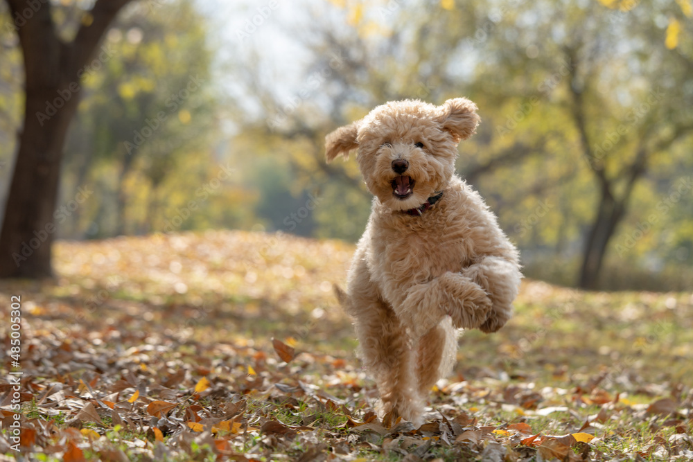 Happy mini goldendoodle puppy is playing in the park Happy mini goldendoodle puppy is playing in the park