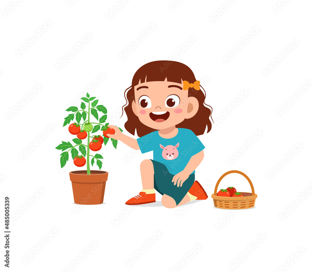 cute little girl harvest tomato in the garden cute little girl harvest tomato in the garden