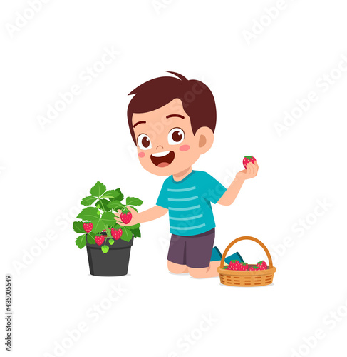 cute little boy harvest strawberry in the garden