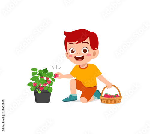 cute little boy harvest strawberry in the garden