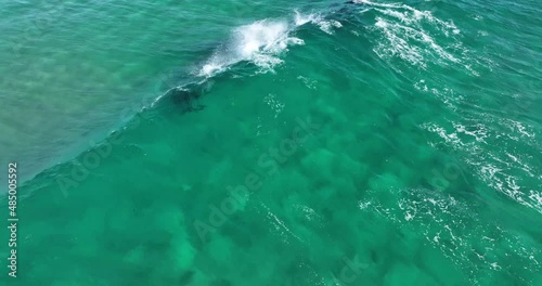 Dolphins Riding Wave in turquoise water off Fingal Head