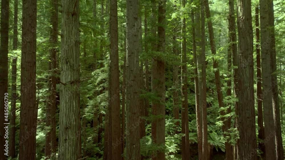 Aerial: Beautiful sunlit Redwood forest interior Aerial: Beautiful sunlit Redwood forest interior