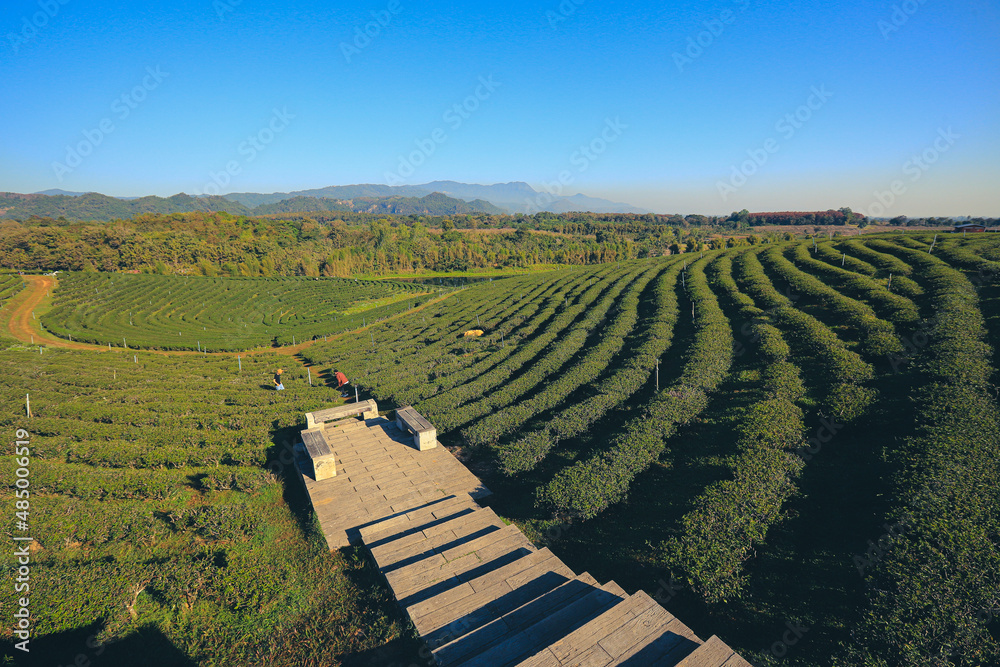 Sunrise view of tea plantation landscape blue sky