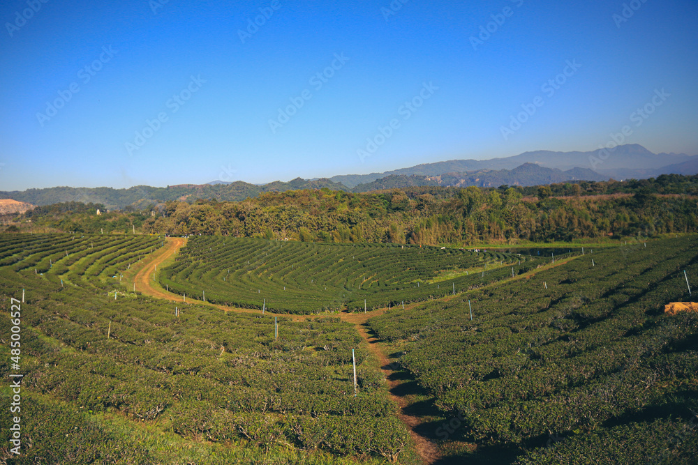 Sunrise view of tea plantation landscape blue sky