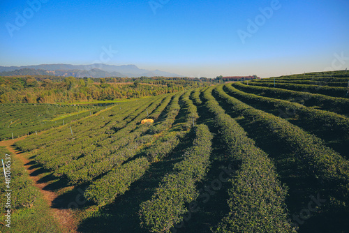 Sunrise view of tea plantation landscape blue sky