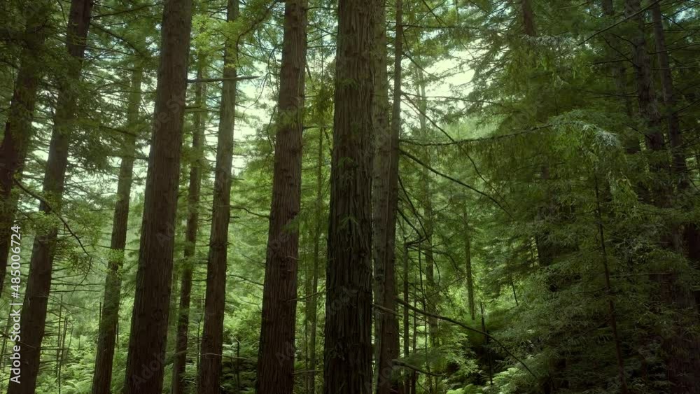 Aerial: Beautiful sunlit Redwood forest interior Aerial: Beautiful sunlit Redwood forest interior