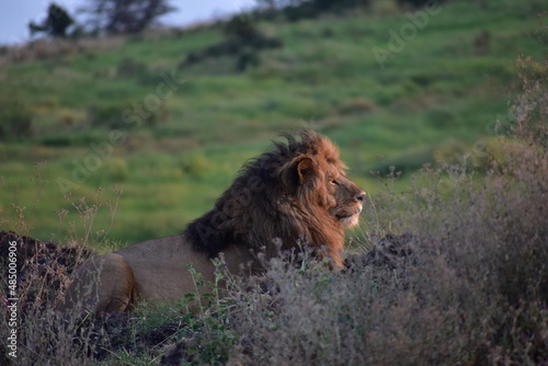 African male lion greets the sunrise 