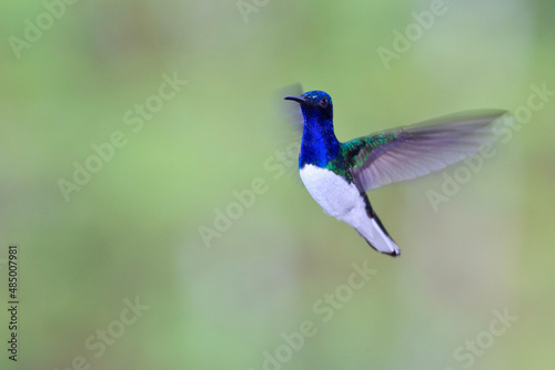 Obraz na płótnie Hummingbird Flying Ecuador wild w salonie