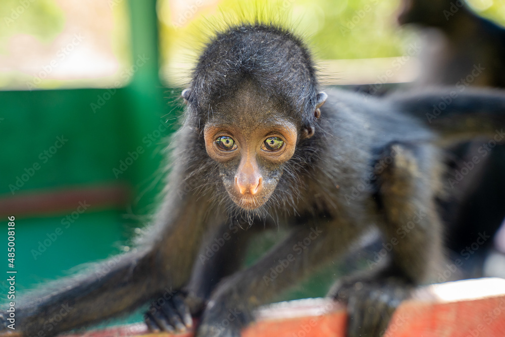 Obraz premium Baby spider monkey, at the Community November 3, The Village (La Aldea), Amazon, Peru.