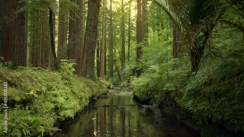 Aerial: Beautiful sunlit Redwood forest interior photo