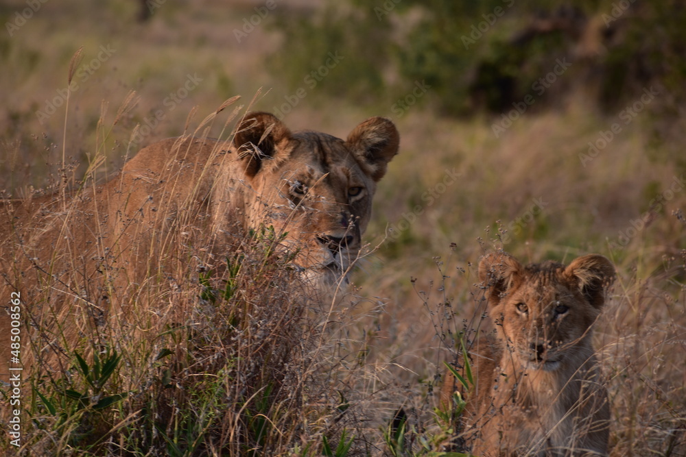 African mother lioness and baby lion cub peer through grass at dawn African mother lioness and baby lion cub peer through grass at dawn