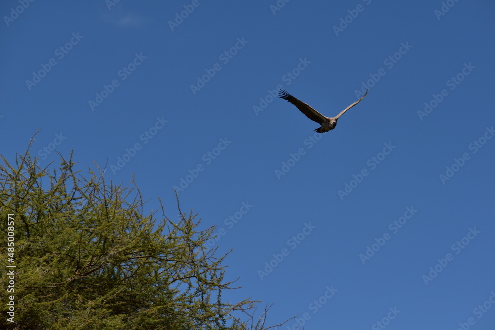 African bird of prey soaring above the trees in a bright blue sky African bird of prey soaring above the trees in a bright blue sky