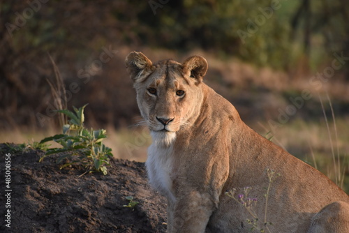 Canvas Print African lioness watches quietly at dawn as the sun rises