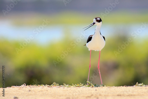 Obraz na płótnie Shorebirds Ecuador Beach wild w salonie