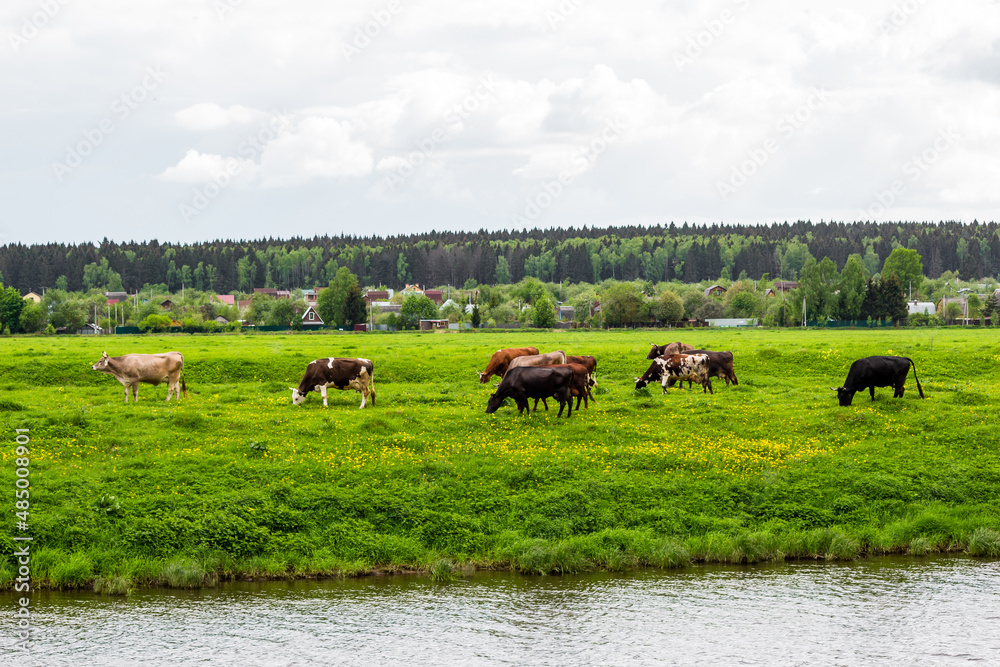Herd of rustic cows grazing in the meadow next to the river